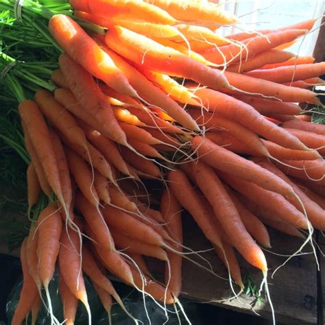 carrot closeup - White Gate Farm