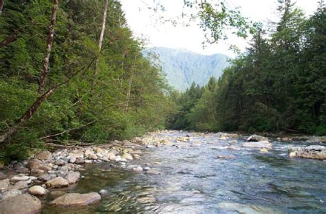 Reintroduction of Sockeye to Alouette Watershed - Alouette River ...