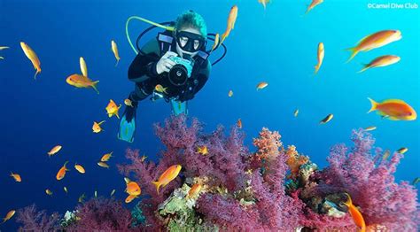 Diving in Sharm El-Sheikh (FROM SHORE OR BOAT) - E-Sharm