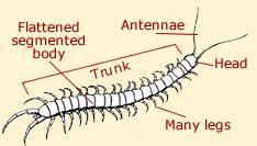 Centipede Anatomy | Diagrams and Facts About Centipedes