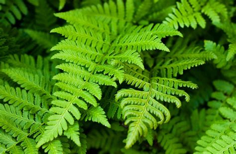 What Ferns Are Toxic To Dogs