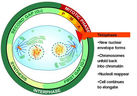 Telophase — Definition & Diagrams - Expii