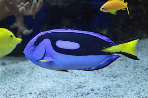 13 “Finding Nemo” Fish Species In Real Life (With Pictures) – AnimalHow.com