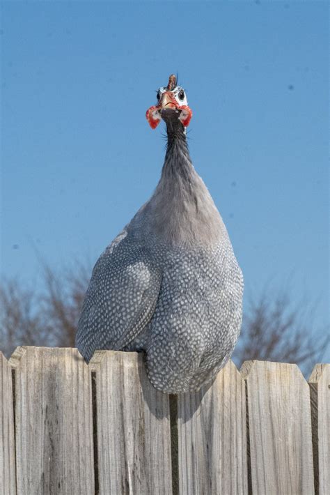 Lavender Guinea Fowl - Guinea Keets for Sale | Cackle Hatchery®