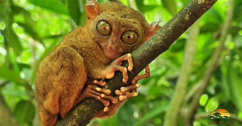 Tarsier (Tarsius Syrichta), the world's smallest primate in Bohol ...