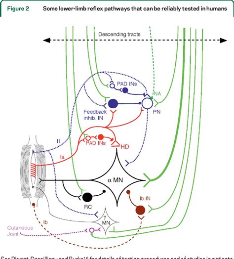 Pathophysiology of spasticity in stroke | Semantic Scholar