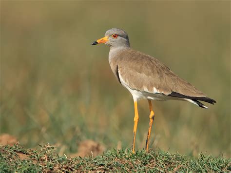 Grey-headed Lapwing – Wildventures