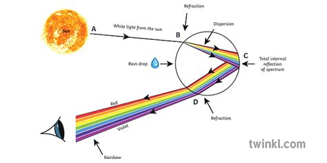 Rainbow Formation Diagram Prism Reflection Refraction Rainbows Physics Sun