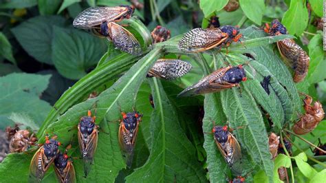 Cicadas 2024 Indiana University - Inessa Leanor