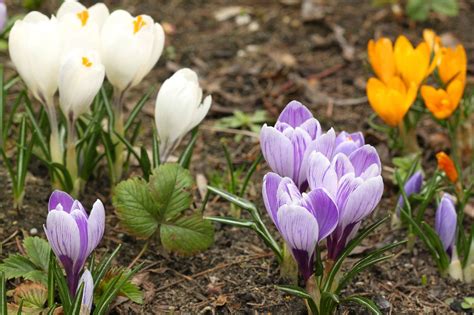 Types Of Crocus Bulbs - Learn About Different Spring And Fall Blooming ...