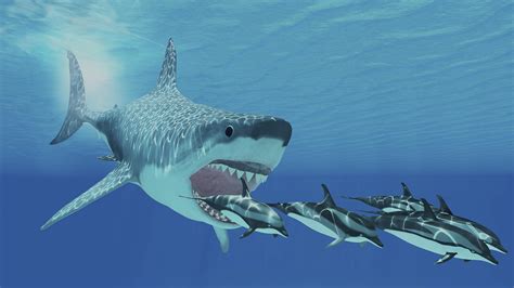 Great white sharks may have helped drive megalodons to extinction ...