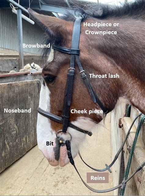 What Is A Bridle: Introductory Guide To Horse Bridle Parts — Strathorn