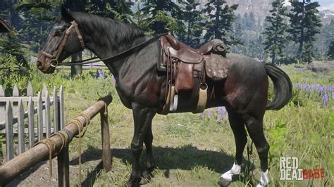 Thoroughbred | RDR2 Horse Breeds Coats, Locations & Stats