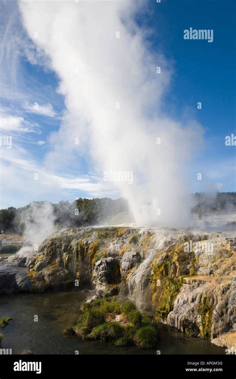 Pohutu geyser erupting steaming water in Te Puia in Whakarewarewa ...