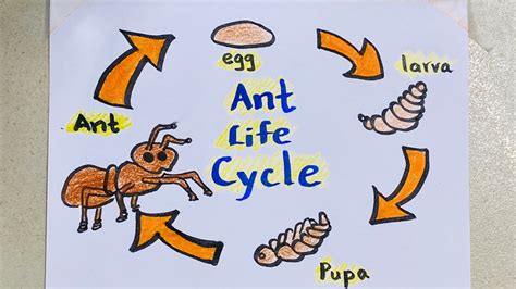 Life Cycle Of An Ant