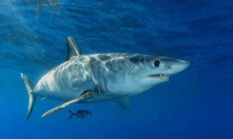 Great White Speed: Just How Fast are Great White Sharks? - Wiki Point