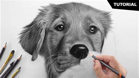 How to Draw Realistic Dog Drawing Tutorial Tutorials Craft Supplies ...