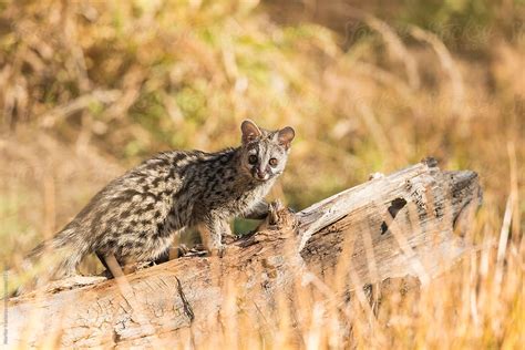 "Common Genet Looking At The Camera" by Stocksy Contributor "Marilar ...