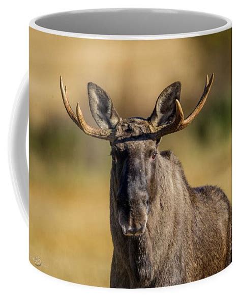 Moose Coffee Mug by Torbjorn Swenelius | Coffee mugs, Mugs, Moose