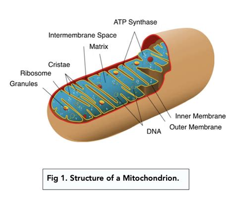 Eukaryotic Cells: The Mitochondria (A-level Biology) - Study Mind