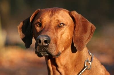 About Dog Rhodesian Ridgeback: Training Your Rhodesian Ridgeback to ...