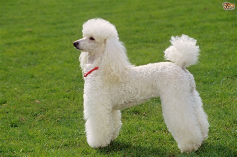 Miniature Poodle Dog Breed | Facts, Highlights & Buying Advice | Pets4Homes