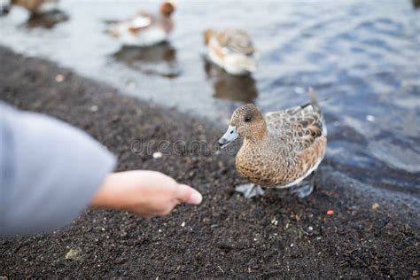 Feeding Duck stock image. Image of waterfowl, underwater - 29906403