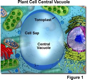 Molecular Expressions Cell Biology: Plant Cell Structure - Vacuoles