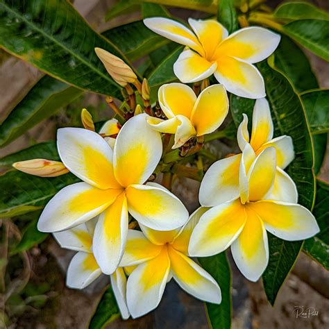 Flowers – Yellow Plumeria | Photos by Ravi