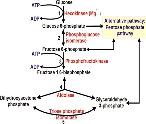 Pentose Phosphate Pathway For Dummies