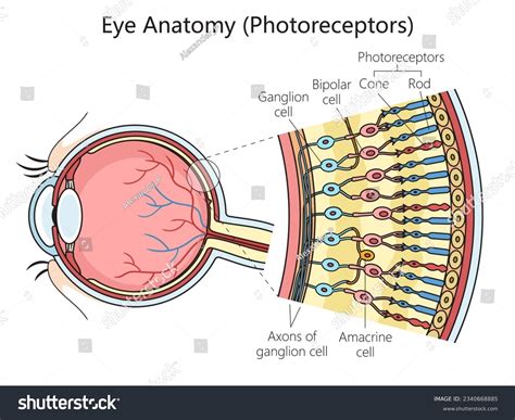 The Eye Diagram Of The Eye Rods Cones Different Types