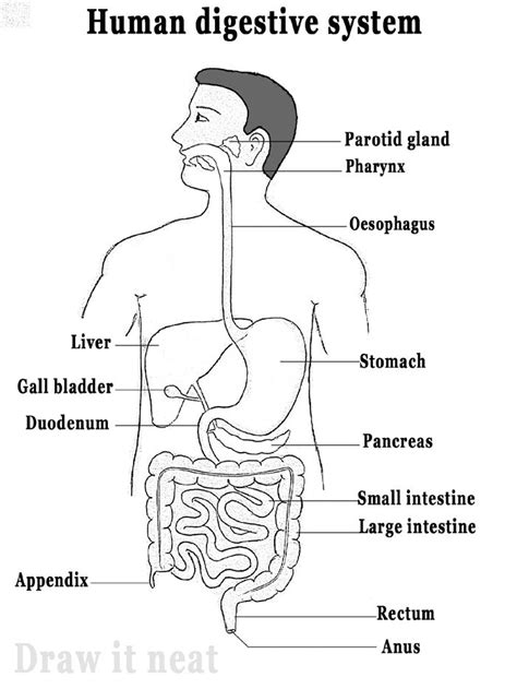 The Best 29 Label The Parts Of Human Digestive System And Pair It With ...