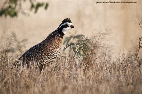 Above-average quail season expected in South Texas - Texas Farm Bureau