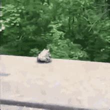 Frog Jump Climbing GIF - Frog jump Frog Jump - Discover & Share GIFs