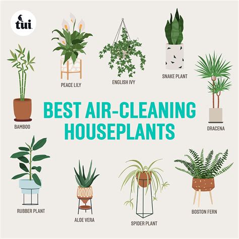 Top Air Cleaning Indoor Plants