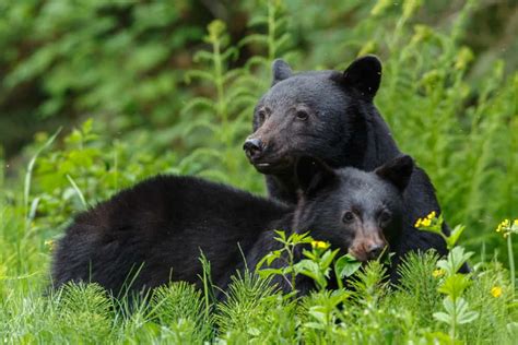 Maine’s Bears and Wildlife – Camping Fun Zone