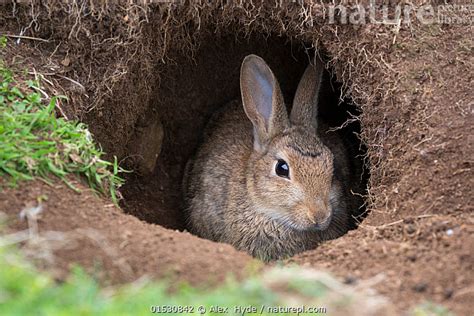 Nature Picture Library European wild rabbit (Oryctolagus cuniculus) in ...