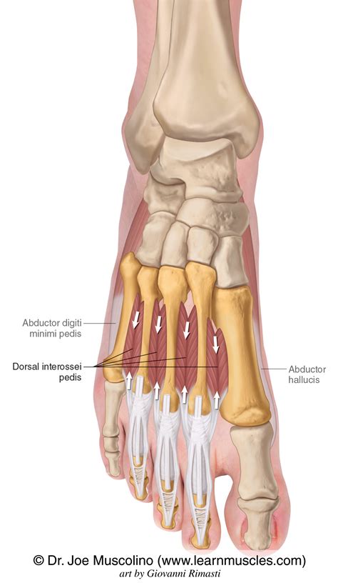 Dorsum Anatomy