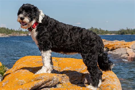 Portuguese Water Dog: Dog Breed Characteristics & Care