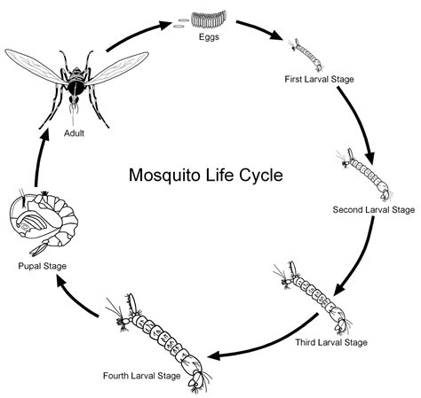 Mosquito and its life cycle - Overall Science