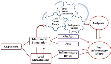 Schematic diagram of anti-inflammatory and analgesic effects of ...