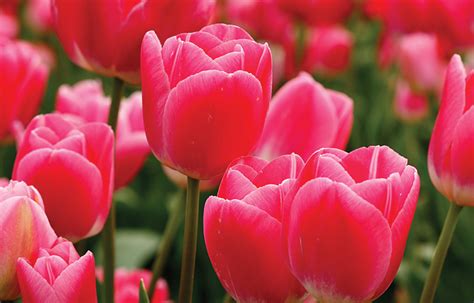 The Hidden Meaning in Tulip Varieties - Tesselaar