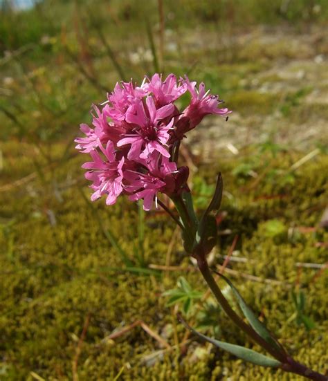 Flower Gallery :: Caryophyllaceae :: F30A6799