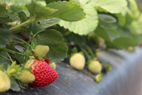 Strawberry Volume Expected to Increase This Week in Sunny Central ...