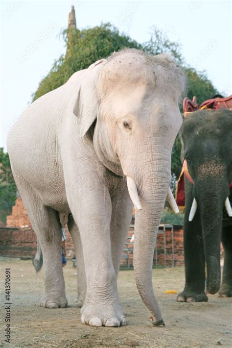 Thailand Elephant Photography