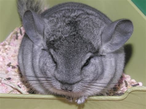 Chinchilla | Info and Photos-Images | The Wildlife