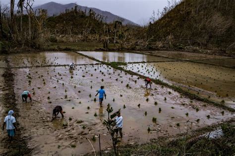 Twin typhoons leave billions in agri damage: DA | ABS-CBN News