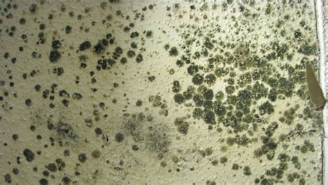 Mold 101: Effects on Human Health and What to Do - Mold Medics