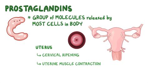 Prostaglandins: Nursing pharmacology - Osmosis Video Library