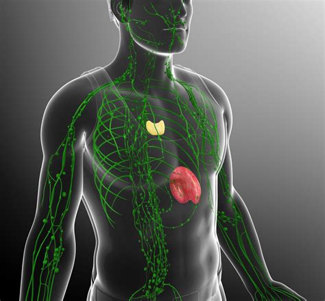 Organs and Function of the Immune System